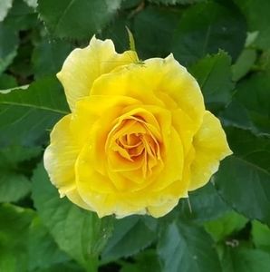 Meet your Posher, Debra